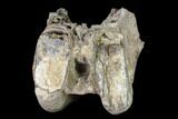 Fossil Stegodon Maxilla Section with Molars - Indonesia #148203-4